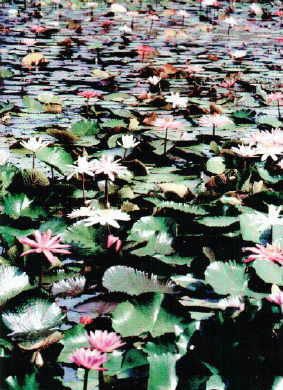 Seerose